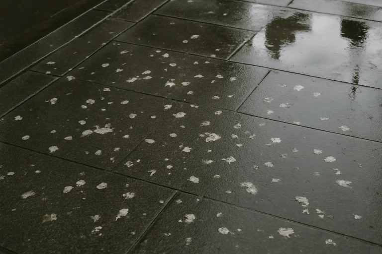 Trottoir mouillé par la pluie avec des fientes de pigeon éparpillées.